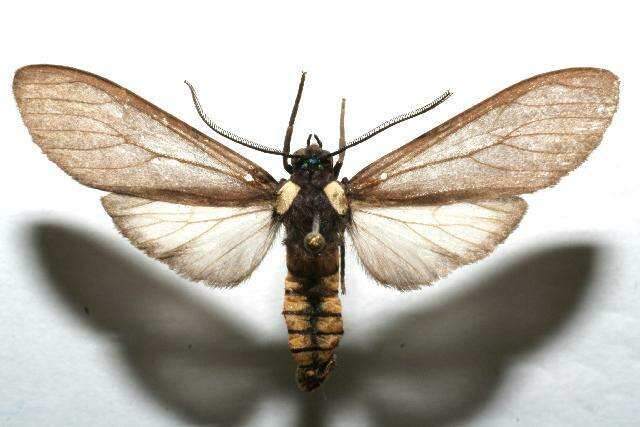 Image of <i>Opharus bimaculata mayor</i>