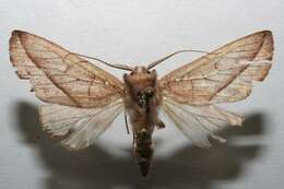 Image of Hemiceras cadmia Guenée 1852