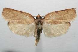 Image of Moth