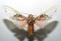 Image of Phaegopterina
