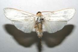 صورة Agylla argentifera Walker 1866