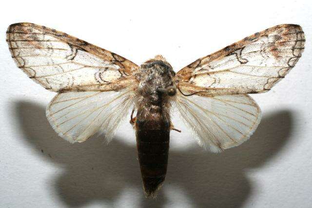 Image of Sericochroa