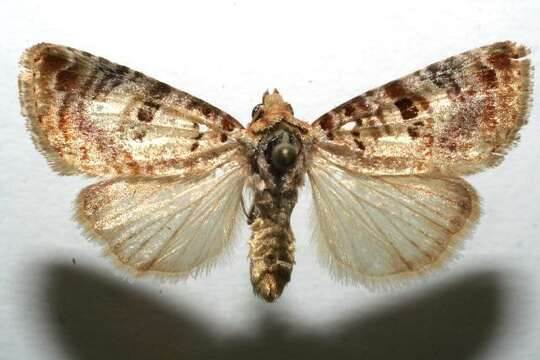 Image of Lantana moth