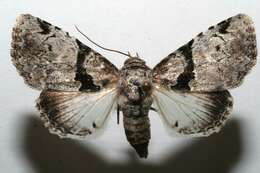 Imagem de <i>Eudyops polyleuca</i>