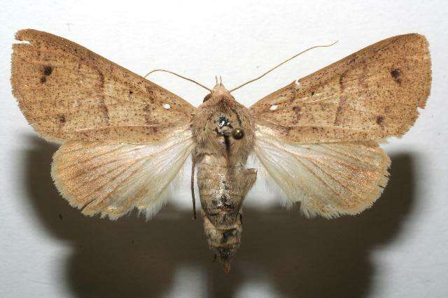 صورة Obrima pyraloides