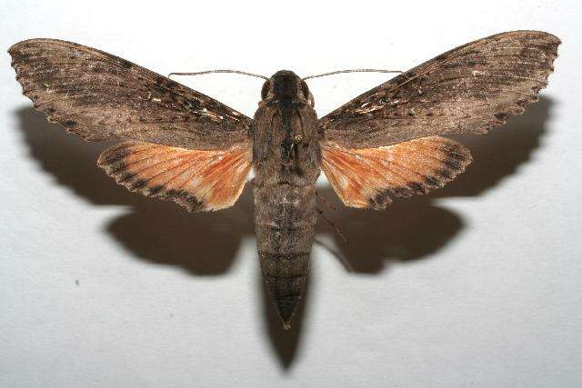 Image of Cramer's Sphinx Moth