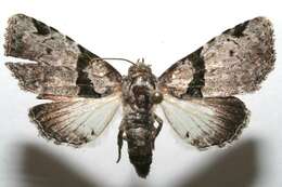 Imagem de <i>Eudyops polyleuca</i>