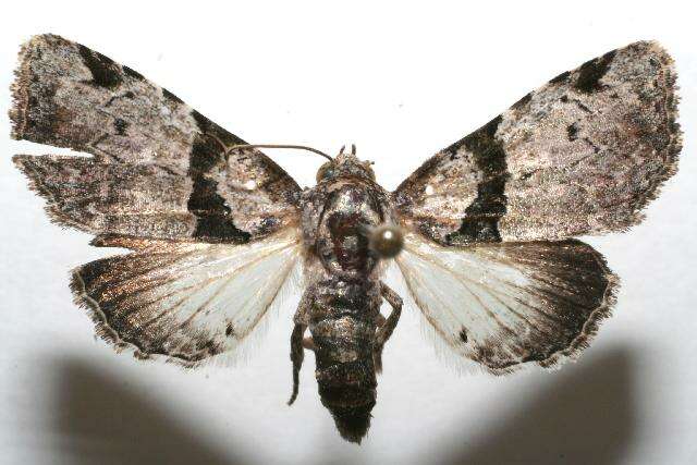 Слика од <i>Eudyops polyleuca</i>