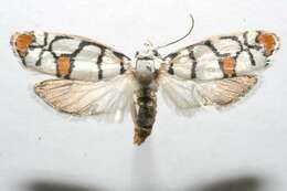 Image of <i>Ethmia blaineorum</i>