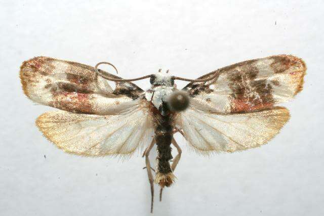 Image of Ethmia phylacis Walsingham 1912