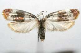 Image of Ethmia phylacis Walsingham 1912
