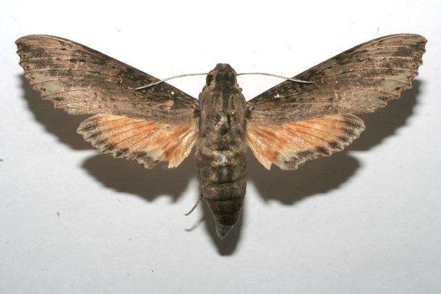 Image of Cramer's Sphinx Moth