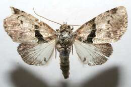 Imagem de <i>Eudyops polyleuca</i>