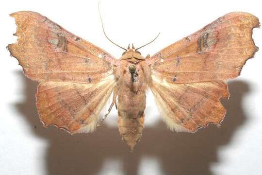 Image of Tautobriga glaucopis Hampson 1926