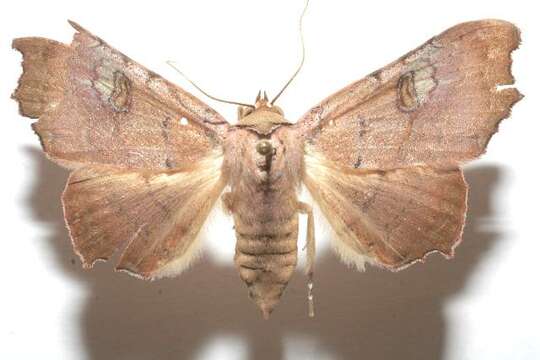 Image of Tautobriga glaucopis Hampson 1926