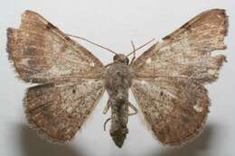 Image of Digrammia