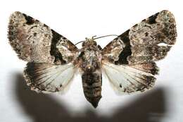 Imagem de <i>Eudyops polyleuca</i>