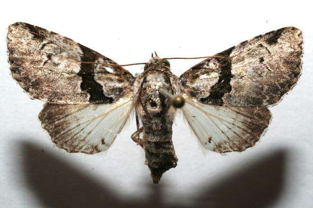 Imagem de <i>Eudyops polyleuca</i>