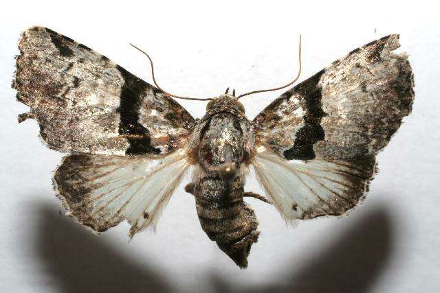 Imagem de <i>Eudyops polyleuca</i>