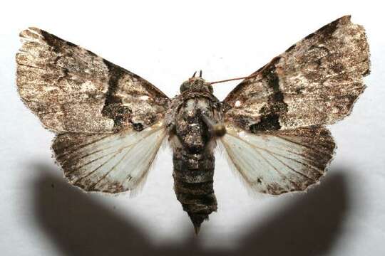 Imagem de <i>Eudyops polyleuca</i>