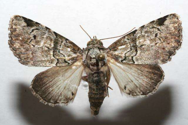 Imagem de <i>Eudyops polyleuca</i>