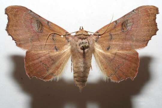 Image of Tautobriga glaucopis Hampson 1926