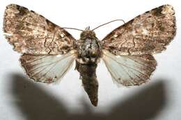 Imagem de <i>Eudyops polyleuca</i>