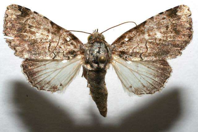 Imagem de <i>Eudyops polyleuca</i>