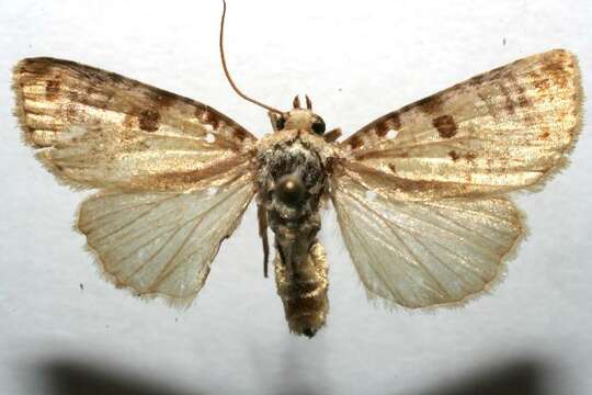 Image of Lantana moth