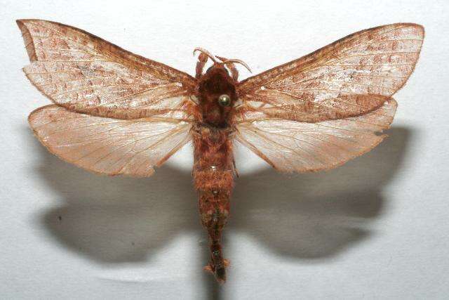 Image of Aepytus (Hampsoniella) serta Schaus 1894