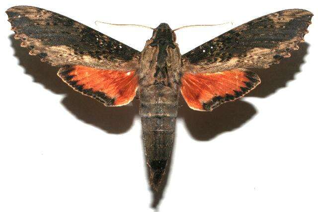 Image of Cramer's Sphinx Moth