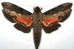 Image of Cramer's Sphinx Moth