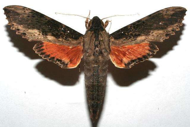 Image of Cramer's Sphinx Moth