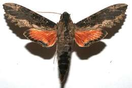 Image of Cramer's Sphinx Moth