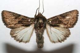 Image of Noctuinae