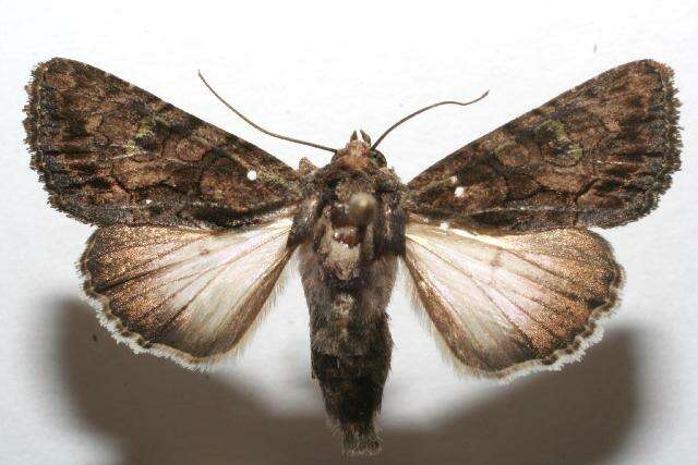 Image of Noctuinae
