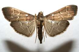 Image of Scraped Pilocrocis