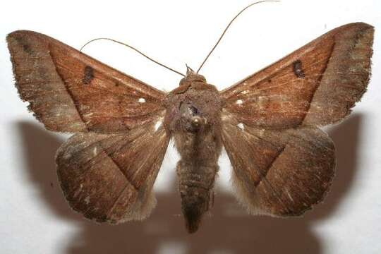 Image of Epidromia pannosa Guenée 1852