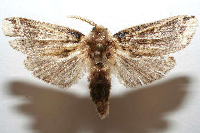 Image of Magulacra niveogrisea