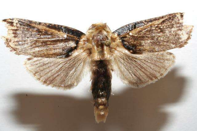 Image of Magulacra niveogrisea