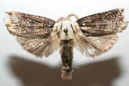 Image of Magulacra niveogrisea