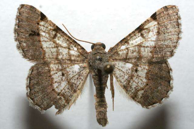 Image of Digrammia