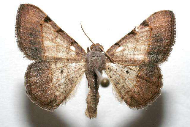 Image of Digrammia