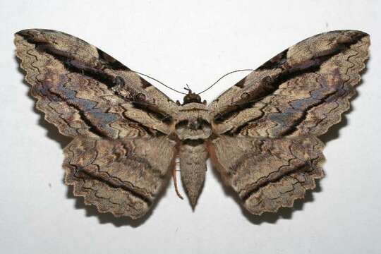 Image of Owl Moth