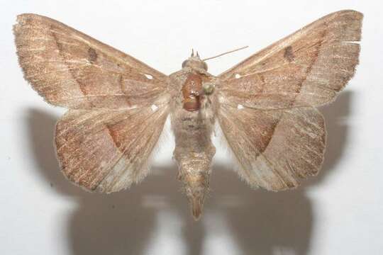 Image of Epidromia pannosa Guenée 1852