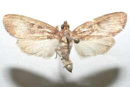Image of Mimophobetron pyropsalis Hampson 1904