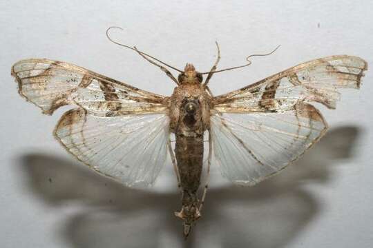 Image of Moth