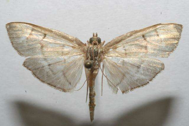 <i>Herpetogramma semilaniata</i> resmi