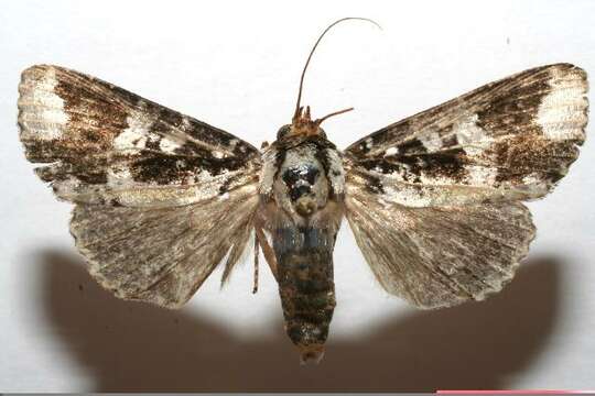 Image of <i>Condica mimica</i>