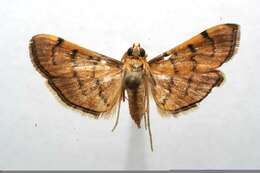 Image of Bean-leaf Webworm Moth